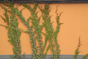 Orange wall covered by green vines, climbing plant, natural frame