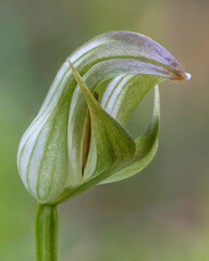 Obraz premium Blunt Greenhood (Pterostylis curta) with its distinctive twisted labellum - NSW, Australia