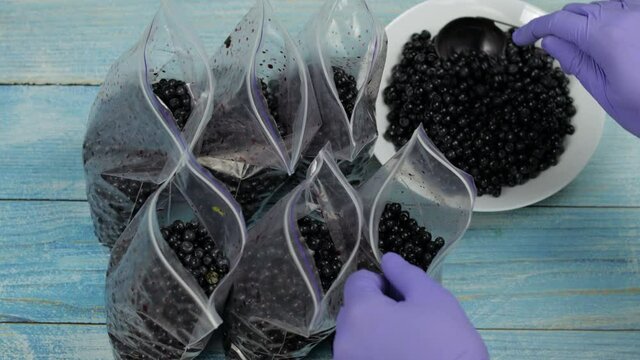 Packing blueberries in zipper plastic bags for freezing. Frozen, preservation fruits, berries food