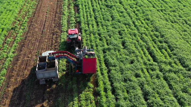 Farmer on a carrot harvester harvests carrots and truck to transport the carrots to a warehouse.