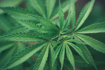 Naklejka na ściany i meble cannabis leaf young plant marijuana green plant close-up