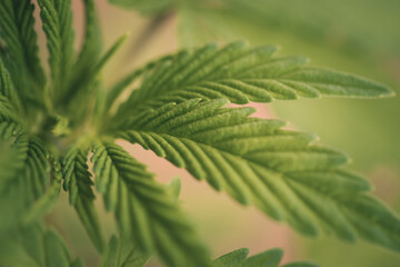 cannabis leaf young plant marijuana green plant close-up