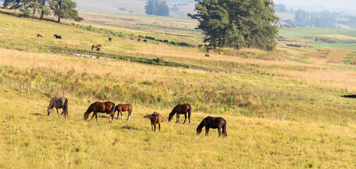 Fototapeta na wymiar Creole horses feeding in a large equine breeding area in Brazil