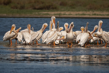 A flock of White Pelicans preening together in the bay waters