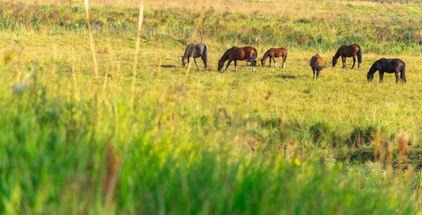 Equine farm and production field in southern Brazil
