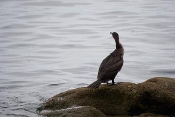 Cormoran, oiseau de mer .