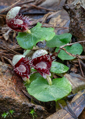 Toothed Helmet Orchid (Corybas pruinosus) - approx 25mm high - flower stem grows through a single heart-shaped leaf - NSW, Australia