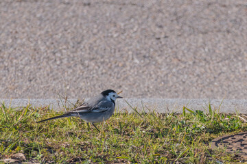 white wagtail on the grass Motacilla alba