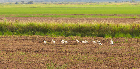 Obraz na płótnie Canvas Native birds of South America feeding on irrigated rice fields