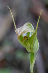 Sharp Greenhood Orchid (Pterostylis acuminata) complete with resident spider - endemic to eastern Australia - approx 15mm dia 