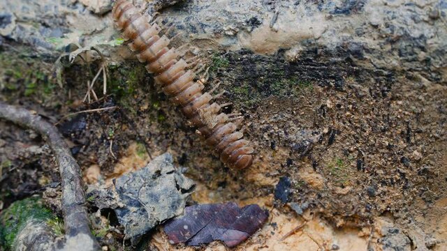 Large Millipede inspecting forest floor at Borneo Island, Malaysia. Macro stock footage.