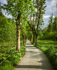 Straight walking path with trees on either side in rural Germany