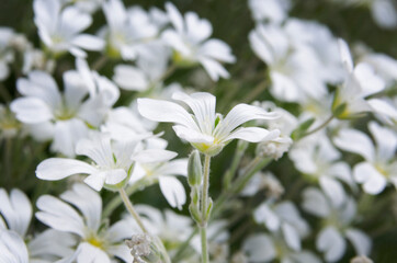 Campo de flores blancas