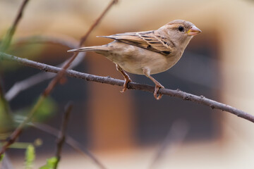 Portrait of female House Sparrow (Passer domesticus) perched on a twig.