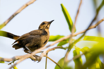 Brown Rock Chat aka Indian Chat (Oenanthe fusca) perching on a twig