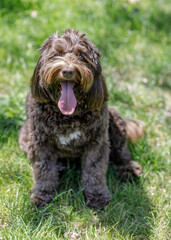 Australian Shepherd, Labrador, and Poodle Cross Breed (AKA Australian Labradoodle).