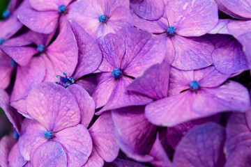 Hydrangea in the rain