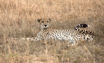 A Cheetah (Acinonyx jubatus) resting in the late afternoon - Tanzania	.