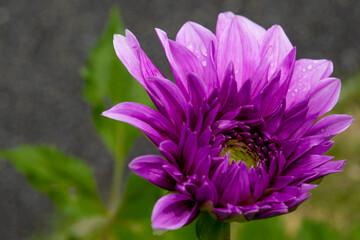 Obraz premium Chrysanthemum in the rain