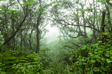 Forest in Granada, Nicaragua