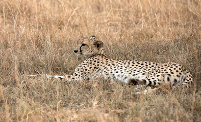 A Cheetah (Acinonyx jubatus) resting in the late afternoon - Tanzania	.