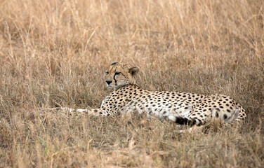 A Cheetah (Acinonyx jubatus) resting in the late afternoon - Tanzania	.