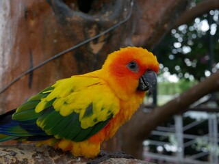 cute parrot in the zoo.