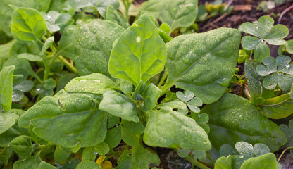 Obraz premium Spinach plant (Spinacia oleracea) serenated by dew in the morning