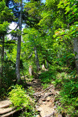 Obraz premium 栂池自然園