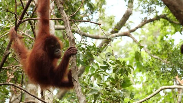 An orangutan swinging on a branch towards camera