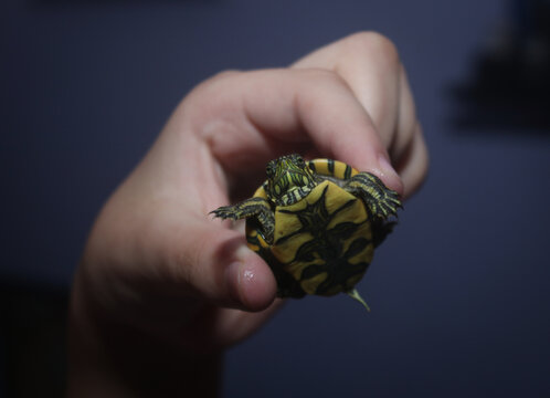 tortuguita