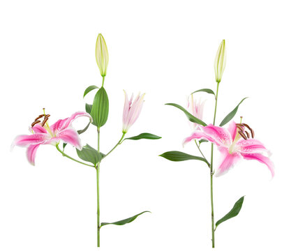 Fresh cut pink Oriental Stargazer lily flowers, buds and leaves,  isolated on white