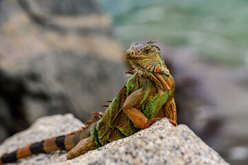 Iguana green iguana lizard. Iguana dragon close up. Wildlife reptile in Florida.