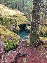 river and pond in the forest