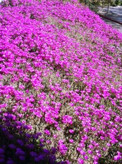 Fototapeta premium pink flowers in the garden