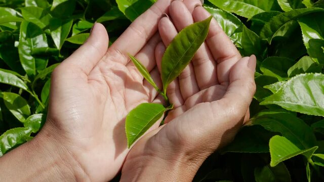 Woman's hands holding green tea leves at plantation