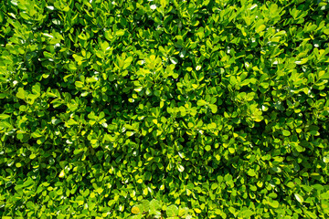 Obraz premium Green nature background photo natural sunlight