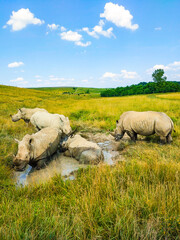 Muddy Rhinos