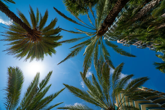 Low angle view under palm trees Miami Beach FL