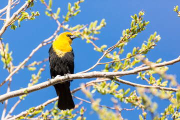 Yellow headed blackbird perched in trees at a nature study area wetland
