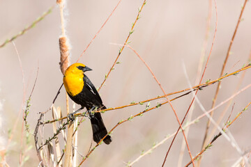 Yellow headed blackbird perched in reeds at a nature study area wetland