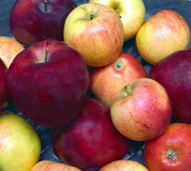 Apples