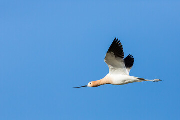 Avocet flying through a clear blue sky over a wetland