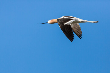 Avocet flying through a clear blue sky over a wetland