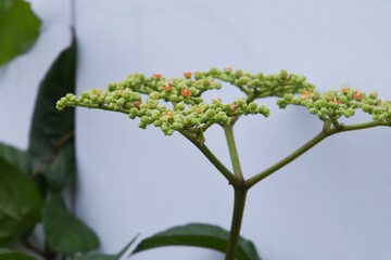 Bushkiller (Cayratia japonica) is a Vitaceae perennial vine weed.