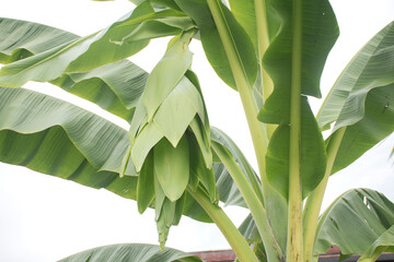 Fototapeta na wymiar Banana trees and green fruit of newly born bananas
