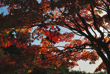 紅葉　素材