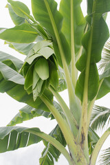 Banana trees and green fruit of newly born bananas