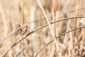 Tiny bewicks wren hidden in tan colored reeds, singing during mating season