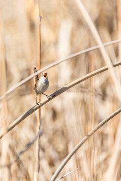 Tiny Bewicks Wren Hidden In Tan Colored Reeds, Singing During Mating Season